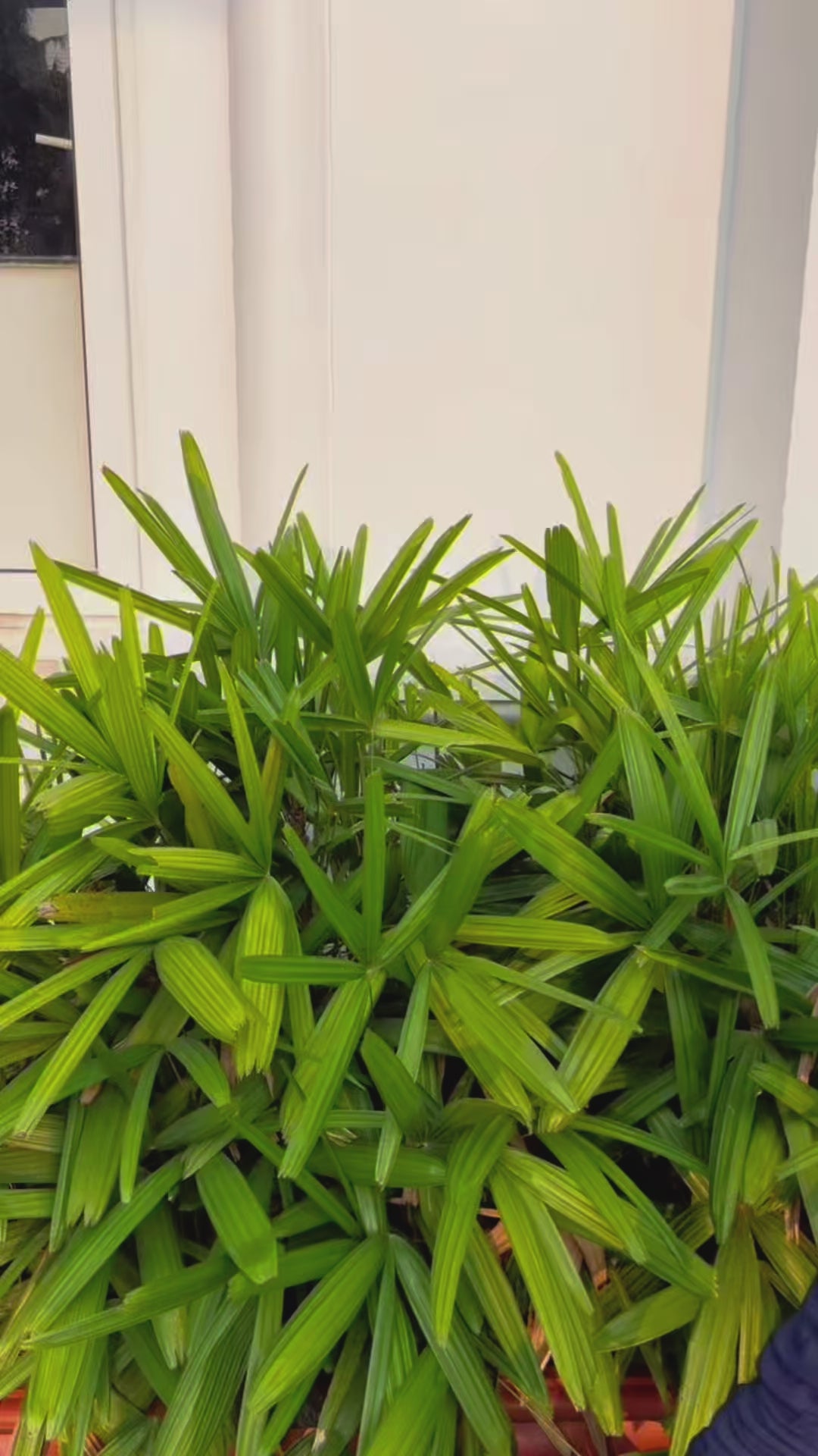 Peach & Cream Knee Length Party Perfect Sleeveless Flower Frock-Sample